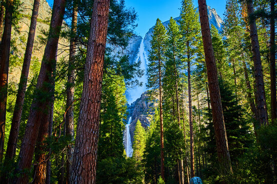 Frosty April Yosemite Falls between pine trees © Nicholas J. Klein