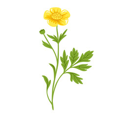 Buttercup yellow flower. Wild meadow plant. Botanical vector illustration, isolated on white background. Hand drawn flat decorative element.