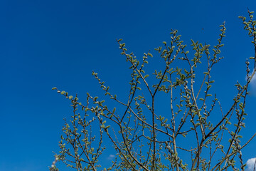 Young willow shoots against the blue sky. Flowering willow.