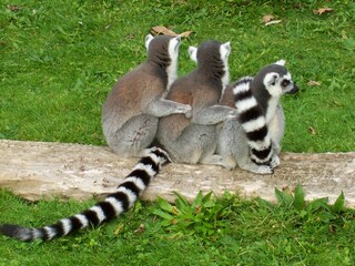 Naklejka na ściany i meble Group of Ring Tailed Lemur Monkeys in Huddle