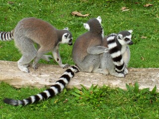 Group of Ring Tailed Lemur Monkeys in Huddle