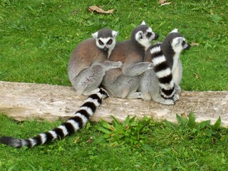 Group of Ring Tailed Lemur Monkeys in Huddle