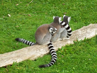 Group of Ring Tailed Lemur Monkeys in Huddle