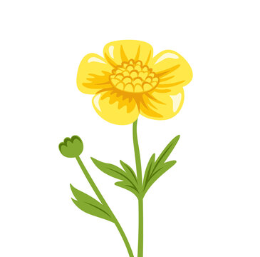 Buttercup yellow flower. Wild meadow plant. Botanical vector illustration, isolated on white background. Hand drawn flat decorative element.