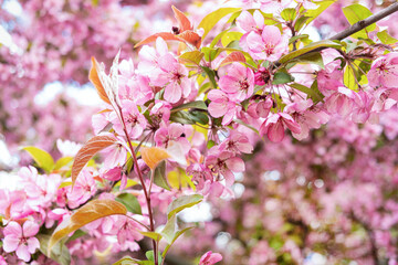 Branch cherry tree with pink flowers. Sakura during spring season in park. Selective focus. Flowers texture, nature floral background.