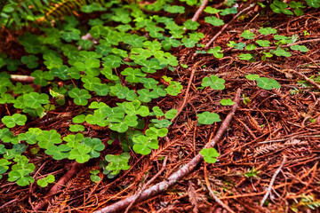 Forest ground covered in lush clovers and pine needles