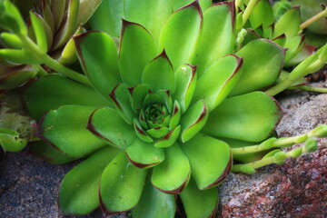 Sempervivum CHARAZDAE Rojnik  Charazdae © Perovskia