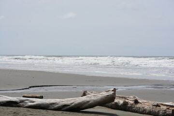 Fototapeta na wymiar Washington Pacific Northwest driftwood and waves