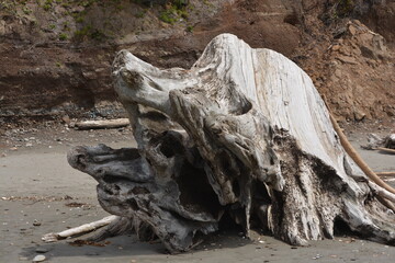Washington Pacific Northwest beach driftwood stump 