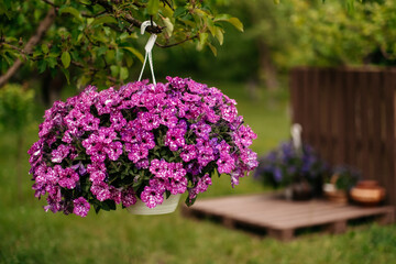 Baskets with hanging petunia flowers in the courtyard of the house. Petunia flower in an ornamental plant.