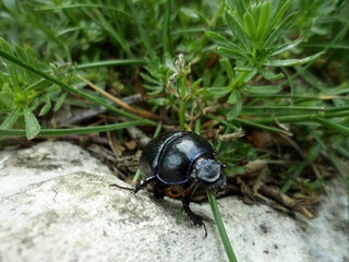Little creature