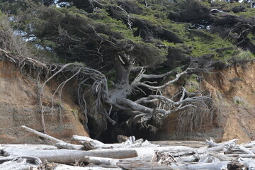 Washington Pacific Northwest tree of life 05