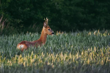 Fototapeten A male roe deer standing in the growing grain by the setting sun. © Pawe