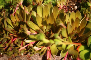 Sempervivum GELBER STERN Rojnik succulent cactus yellow