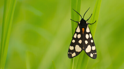 A butterfly with black and white wings sits on a blade of grass in a field on a summer day on a natural blurred background of nature close-up.