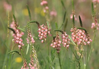 Pink flowers of Onobrychis arenaria in a meadow