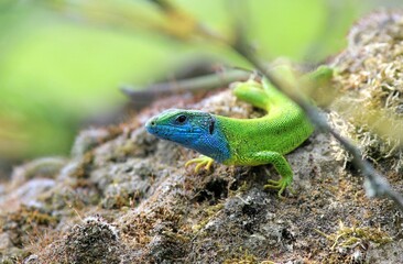 Naklejka na ściany i meble Male green lizard (Lacerta viridis) on a stone close-up