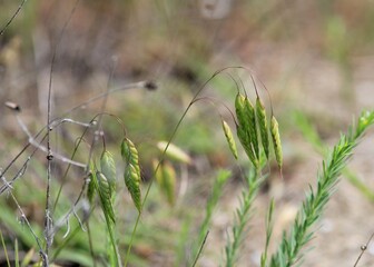 A flowering ear of Chasmanthium in a meadow in spring