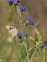 Orange butterfly (Argynnis pandora) close-up on blue flowers