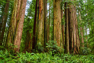 Fototapeta na wymiar Forest of large Redwood trees in California