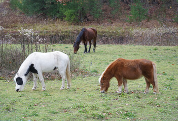 close up on pony on the meadow