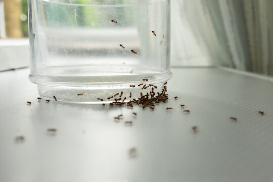 mass of ants on glass searching for food.