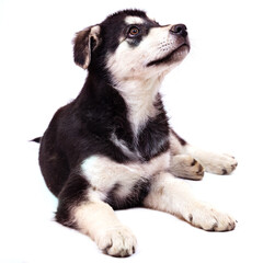 A large half-breed puppy of an Eastern European shepherd poses in the studio.