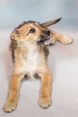 Portrait of a funny red puppy in the studio on a light background.