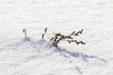 snow as a background, dry branch from under the snow