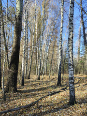 Tall trees without leaves in the park, autumn landscape, clear sunny day.