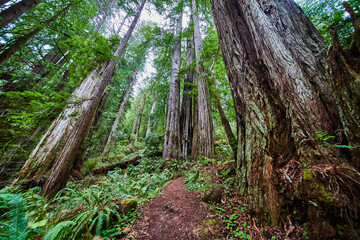 Hiking through Redwoods forest in spring