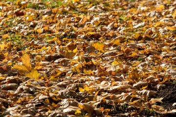 Yellow leaves on the ground, autumn landscape.