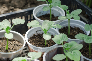 Seedlings of watermelons ready for planting in open ground. Growing watermelons in the country