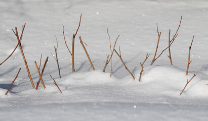 Fototapeta na wymiar snow as a background, dry branch from under the snow