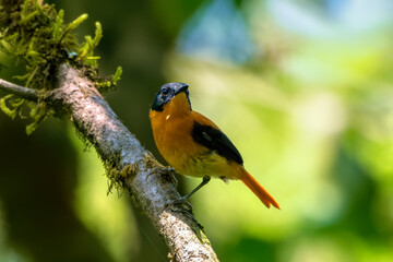 Black-and-orange flycatcher or black-and-rufous flycatcher (Ficedula nigrorufa) photographed in Munnar in Kerala, India