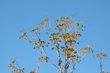 Closeup of dried poison hemlock seeds with blue sky on background - obrazy, fototapety, plakaty
