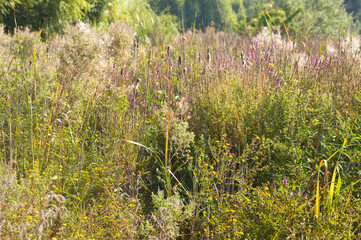 Closeup of dried prairie blazing star with selective focus on foreground