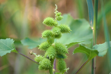 Closeup of vivid green common cocklebur buds with selective focus on foreground