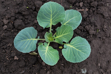 Young cabbage seedling in damp ground after planting. Harvest ripening. Green leaves in the ground, cultivation and farming.
Top view of vegetable bush