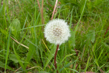Close up white seed bulb of Dandelion, Taraxacum officinale, with seeds on fluff for wind dispersal against green botanical herbal background
