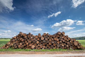 Stacked tree trunks from sustainably managed Dutch forests with trunk cross section in view with clearly visible growth rings and labels for FSC certification