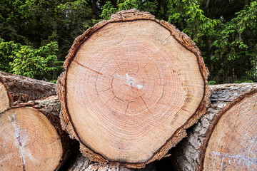 Trunk cross section of a 70 year old Douglas fir, Pseudotsuga menziesii, with clearly visible growth rings and typical color for this wood species