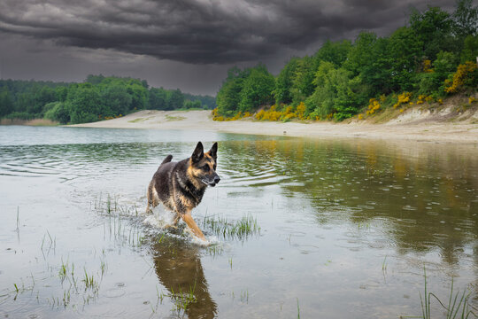 German Shepherd female runs splashing through the water in a rain shower while heavy storms are approaching in the background above Jonkers Zandgat near Gieten in the Dutch province of Drenthe