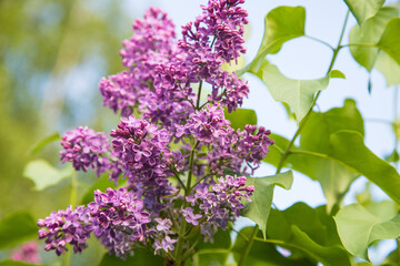 A branch of blooming lilac against the blue sky.Copy Space