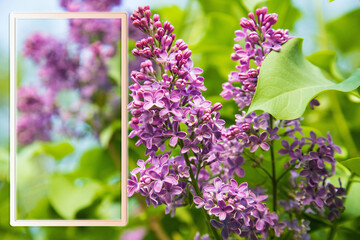 A text frame on a background of blooming lilac.Copy Space