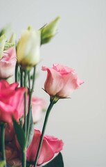 Light pink flowers on a white background