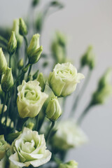 Green lisianthus on a white background