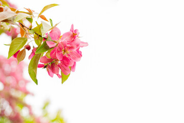 Fototapeta na wymiar Pink flowers of an apple tree. Spring flowering garden.