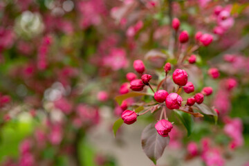 Pink flowers of an apple tree. Spring flowering garden.