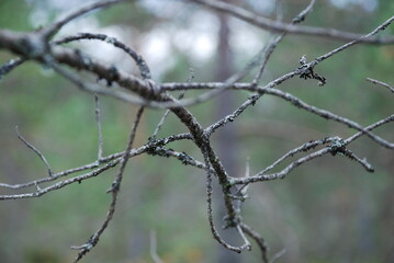 Withered pine branch in the forest. A thin curved branch with many processes of dark gray color. There are no needles on the branch at all and pale mohu grows. The branch has dried up right on tree.